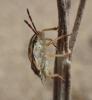 Carpocoris mediterraneus atlanticus